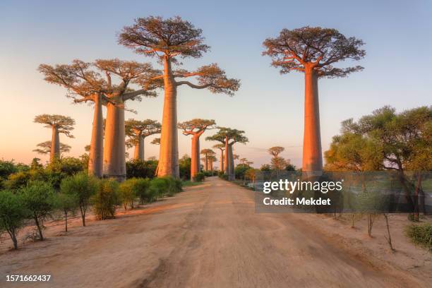 the avenue of the baobabs, morondava, madagascar - madagaskar stock-fotos und bilder