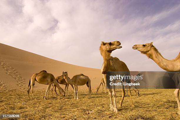 close-up wide-angle shot of camel on a camelfarm - angle stock pictures, royalty-free photos & images