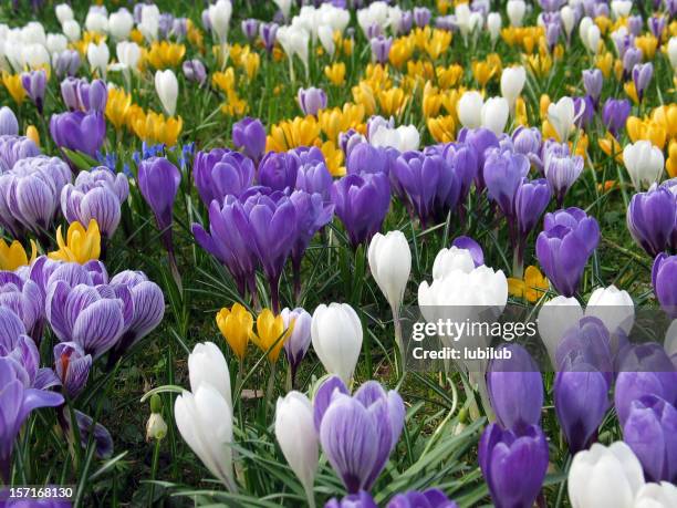 grass filled with purple, white, and yellow flowers - crocus stock pictures, royalty-free photos & images