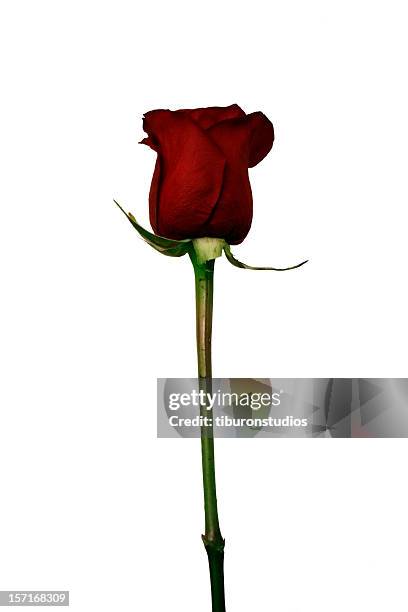 isolated red rose - sharp stock pictures, royalty-free photos & images