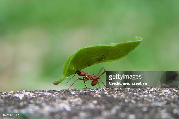 leaf cutter ant - uithoudingsvermogen stockfoto's en -beelden