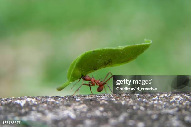 leaf cutter ant - carrying bildbanksfoton och bilder