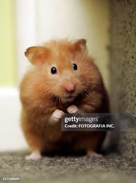 my hamster - hamster bildbanksfoton och bilder