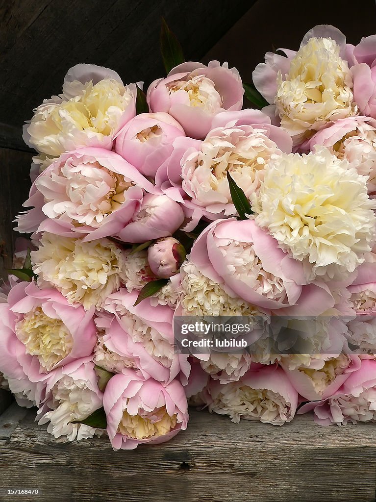 Lots of pink Peonies for sale in Florist's Shop