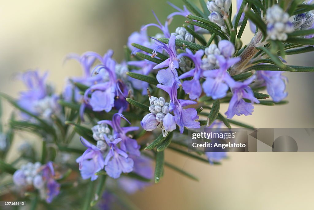 A purple Rosemary plant with flowers