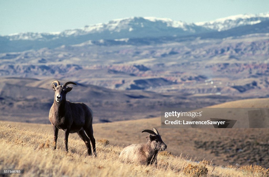 Mouflon des Rocheuses