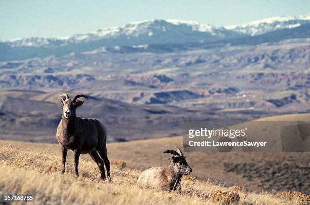 carneiro selvagem norte-americano - foothills - fotografias e filmes do acervo
