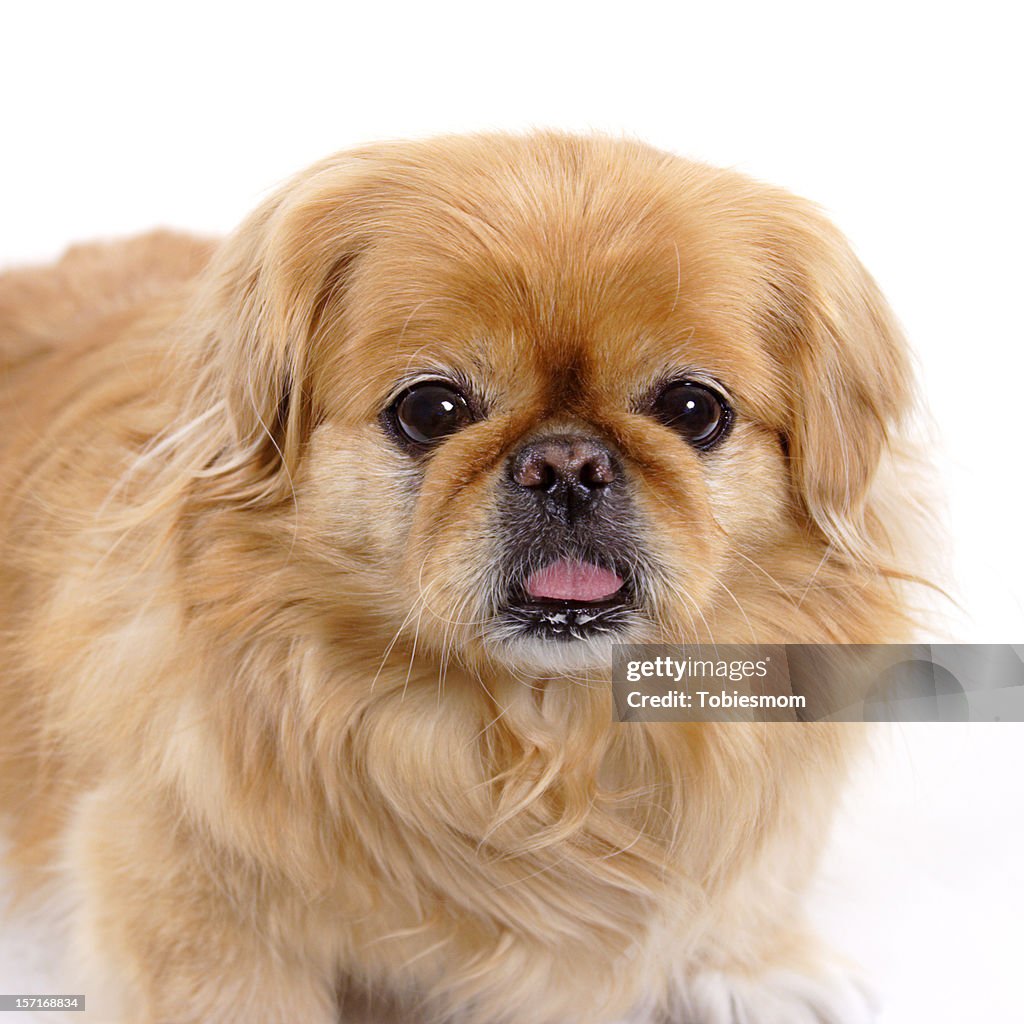 Pekingese Series