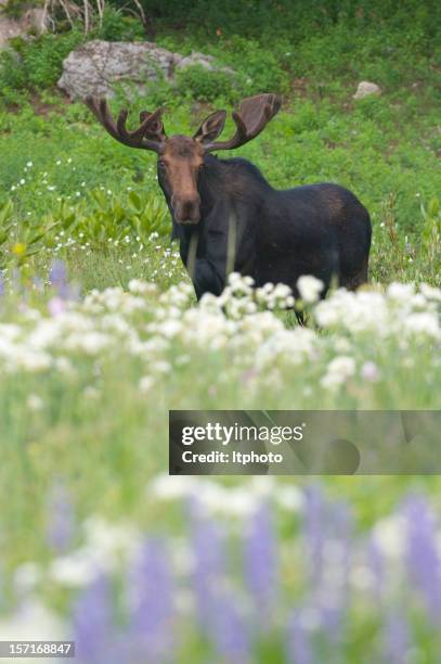 High Resolution Moose Moose Background Photos and Premium High Res Pictures - Getty Images
