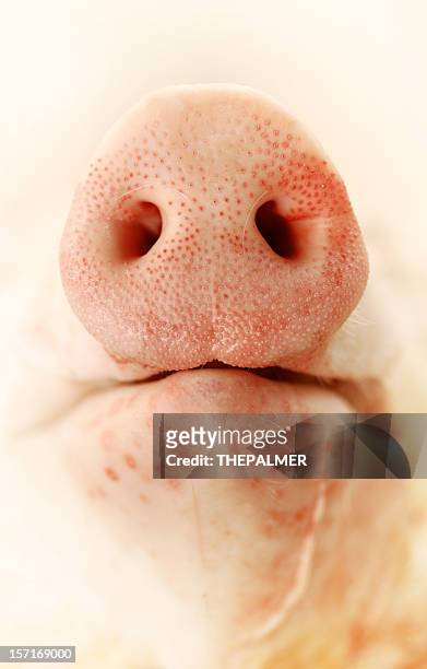 pigs nose - animal nose 個照片及圖片檔