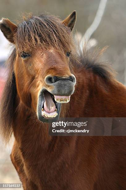 equine teeth - the laughing horse - rotten teeth from not brushing 個照片及圖片檔