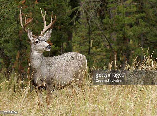 herbst buck - mule deer stock-fotos und bilder