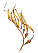 Giant Kelp (Seaweed) Specimen