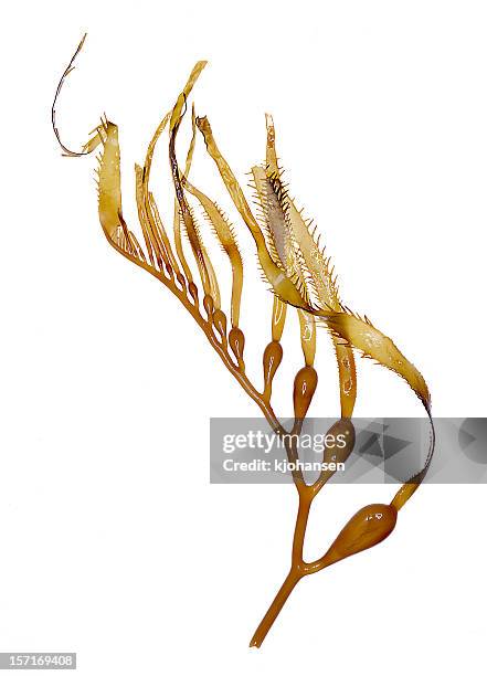 giant kelp (seaweed) specimen - botany bildbanksfoton och bilder
