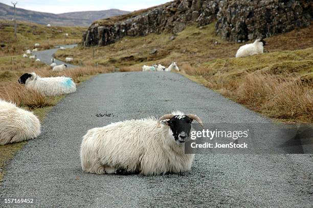 sheep on the road - asfalt stock pictures, royalty-free photos & images