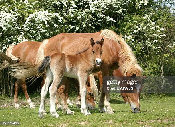 new forest family - new forest stock pictures, royalty-free photos & images