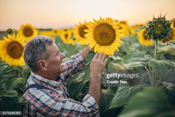 agricultural occupation, growing sunflowers - sunflower stock pictures, royalty-free photos & images