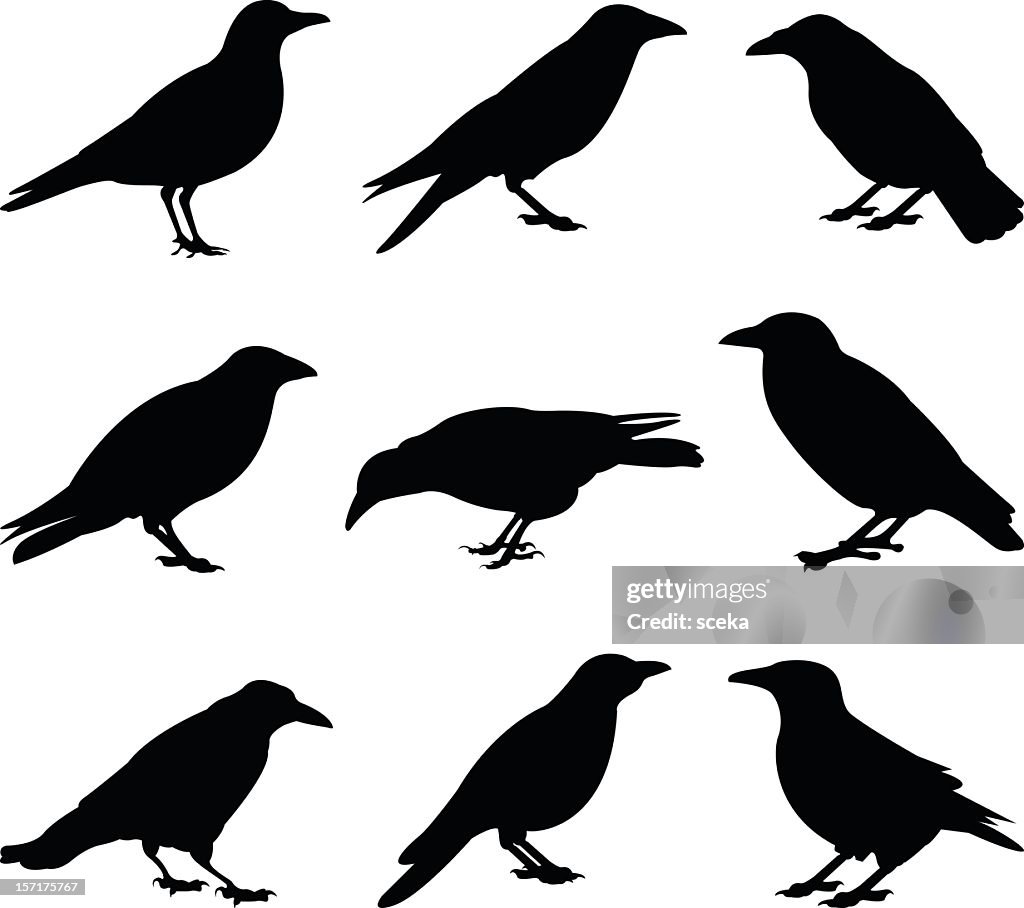 Crows