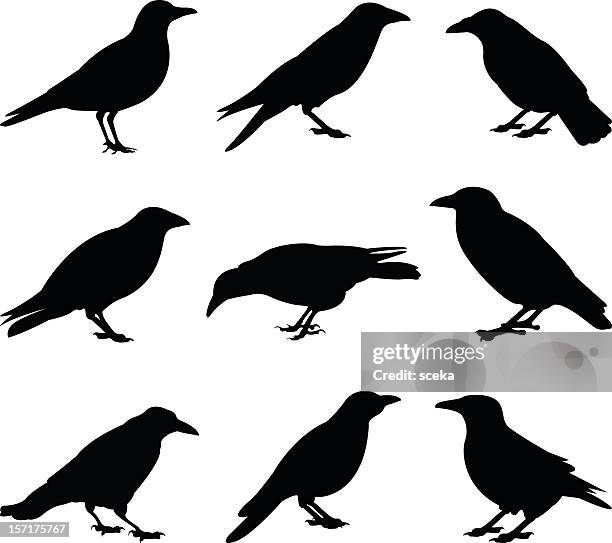 crows - crow stock illustrations stock illustrations