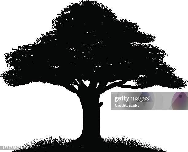 small black silhouette of a tree in the bottom right corner - oak tree silhouette stock illustrations