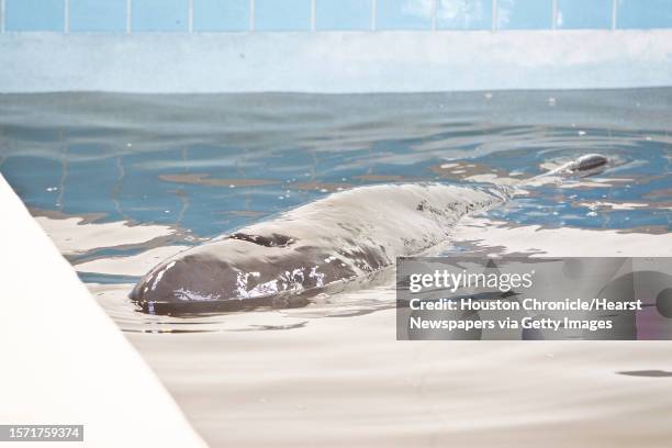 Baby whale that was found beached on Jamaica Beach and transfered to the Texas Marine Mammal Stranding Network building, swims in its pool,...