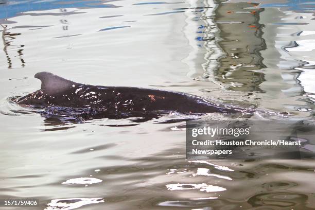 Baby whale that was found beached on Jamaica Beach and transfered to the Texas Marine Mammal Stranding Network building, swims in its pool,...