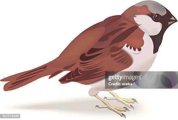 illustrazioni stock, clip art, cartoni animati e icone di tendenza di passero - passero