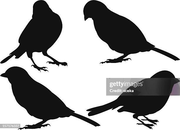 illustrazioni stock, clip art, cartoni animati e icone di tendenza di sparrows - passero