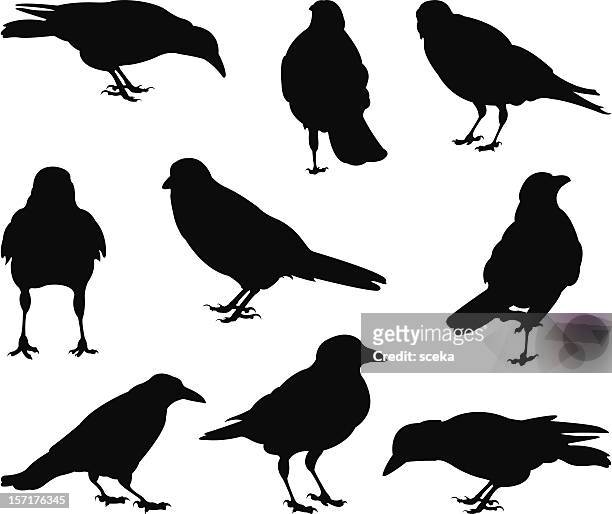 bildbanksillustrationer, clip art samt tecknat material och ikoner med crows - raven bird