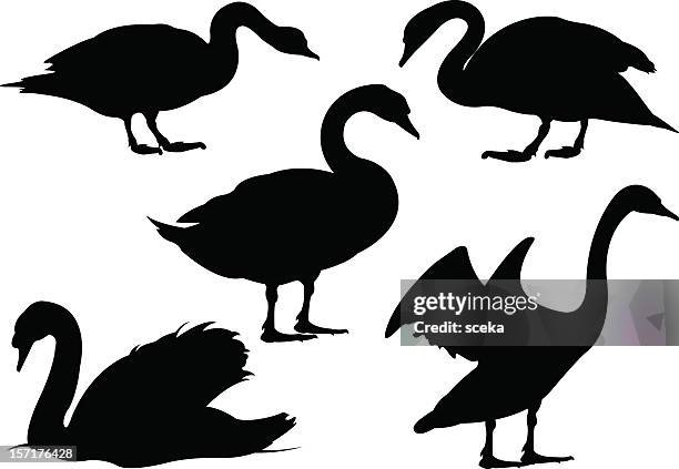 swans - schwan stock-grafiken, -clipart, -cartoons und -symbole