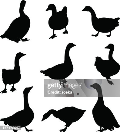 Gooses Gooses