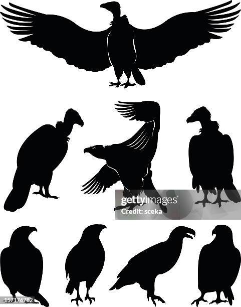 eagle silhouettes - accipitridae stock illustrations