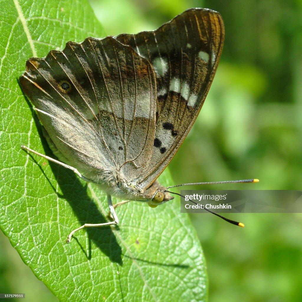 Butterfly Lesser Purple Emperor