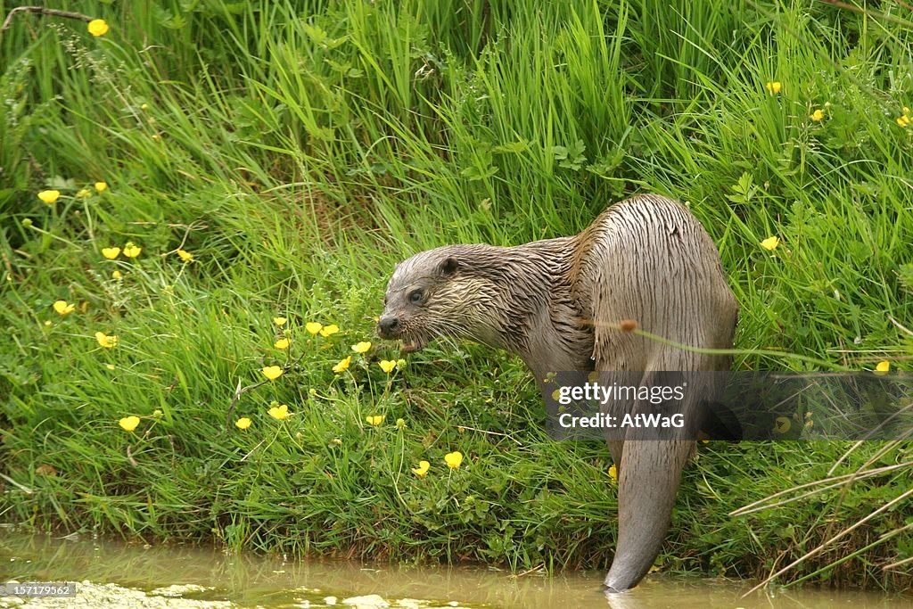 Freshwater Otter