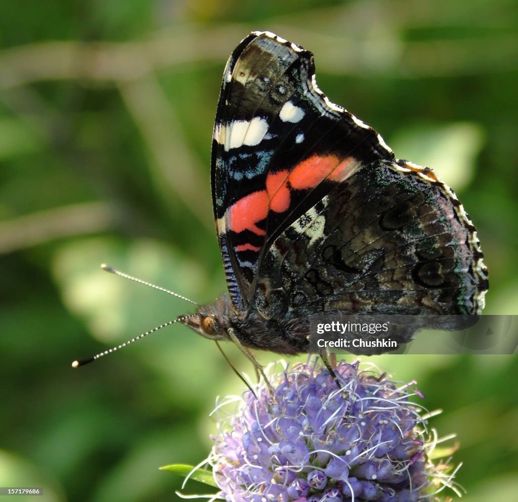 Butterfly Red Admiral