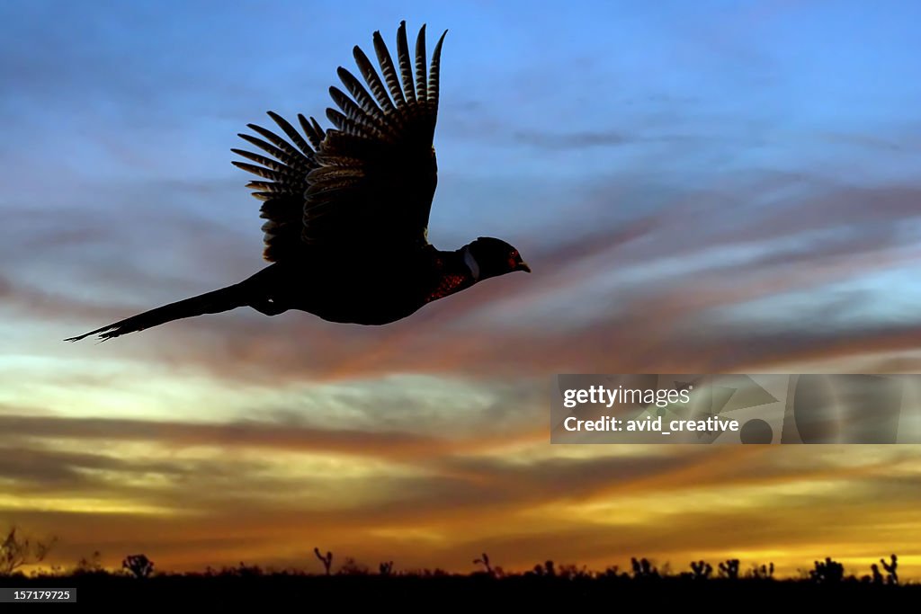 Pheasant Silhouette at Sunset