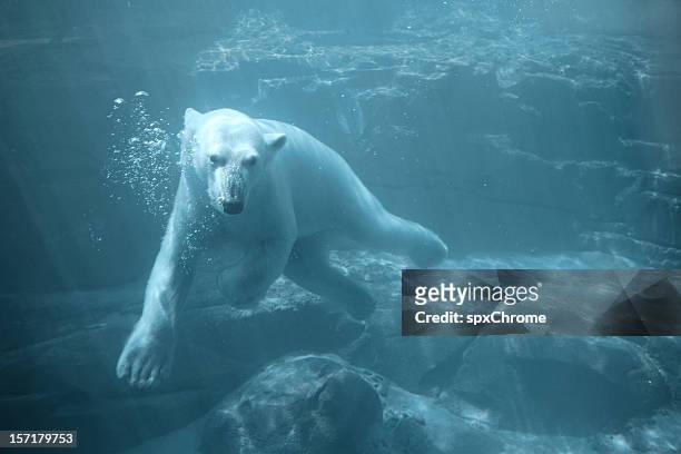 polar bear - swimming underwater - polar bear bildbanksfoton och bilder