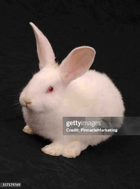 White Rabbit Feet Rabbit Feet Photos and Premium High Res Pictures - Getty Images