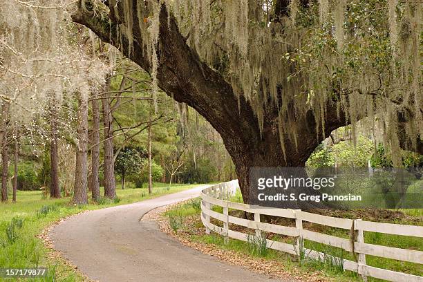 live oak and spanish moss - live oak tree stock pictures, royalty-free photos & images