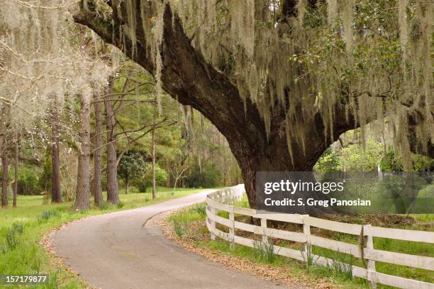 carvalho vivos e barba-de-velho - charleston carolina do sul imagens e fotografias de stock