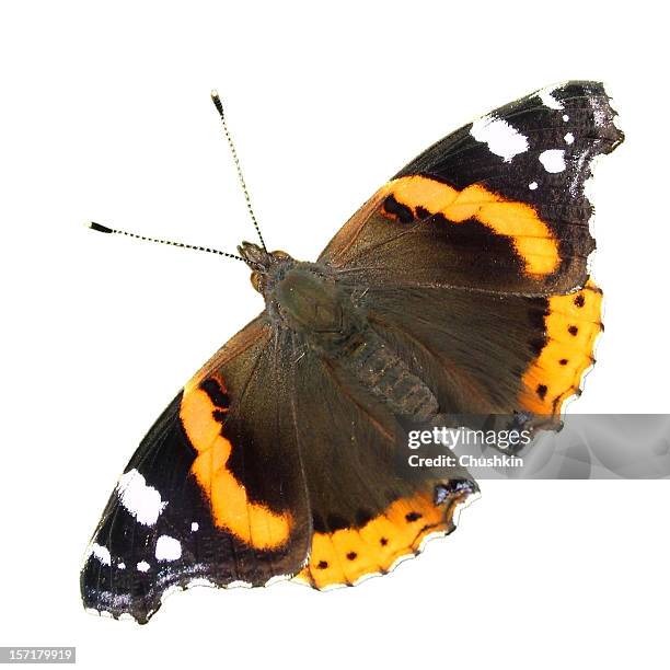 butterfly red admiral - vanessa atalanta stock pictures, royalty-free photos & images