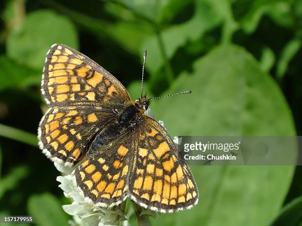 papillon heath fritillary - papillon fritillaire photos et images de collection