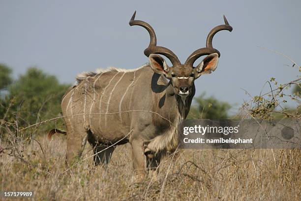 adult kudu - male kudu stock pictures, royalty-free photos & images