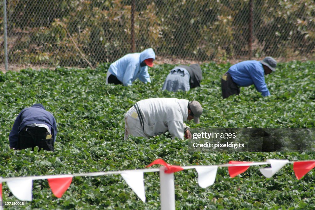 Migrant Workers in the field