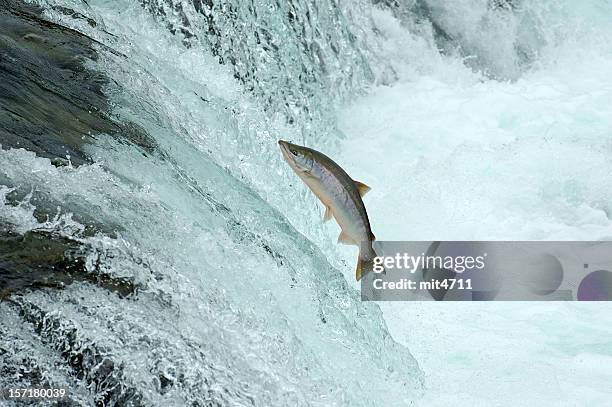 salto de salmón - salmon fotografías e imágenes de stock