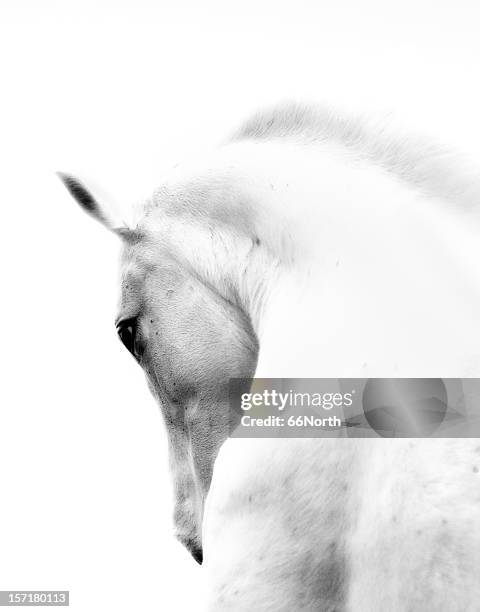 white stallion andalusian horse neck kind eye - white horse 個照片及圖片檔