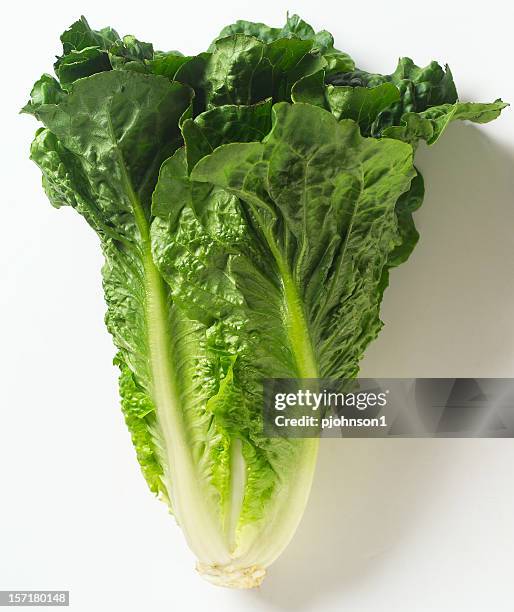 close up of romaine lettuce on white background - romaine lettuce 個照片及圖片檔