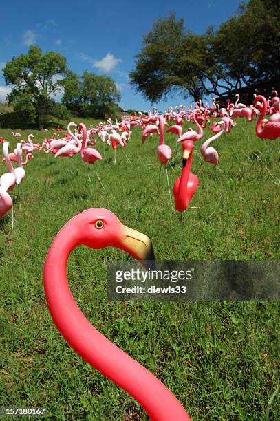 es geht im nachbarschaft-noch einmal! - flamingos stock-fotos und bilder