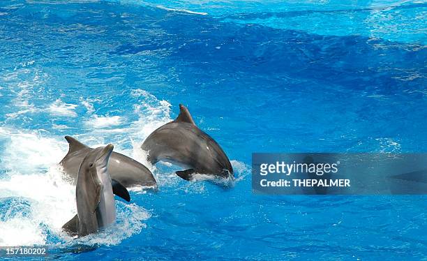 dolphins show off - orlando florida stock pictures, royalty-free photos & images