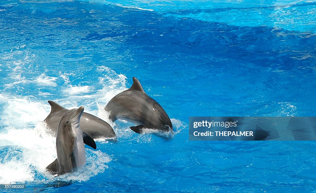 Dolphins show off